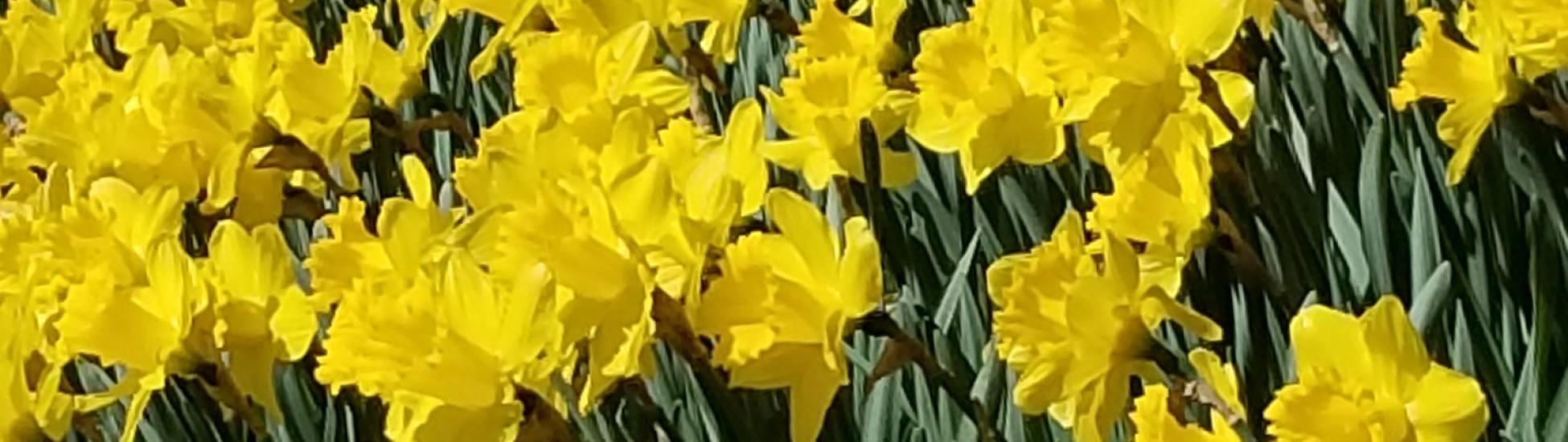 ferry road daffodils