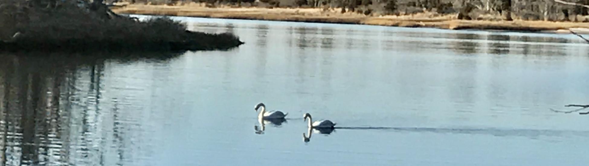 swans on pond