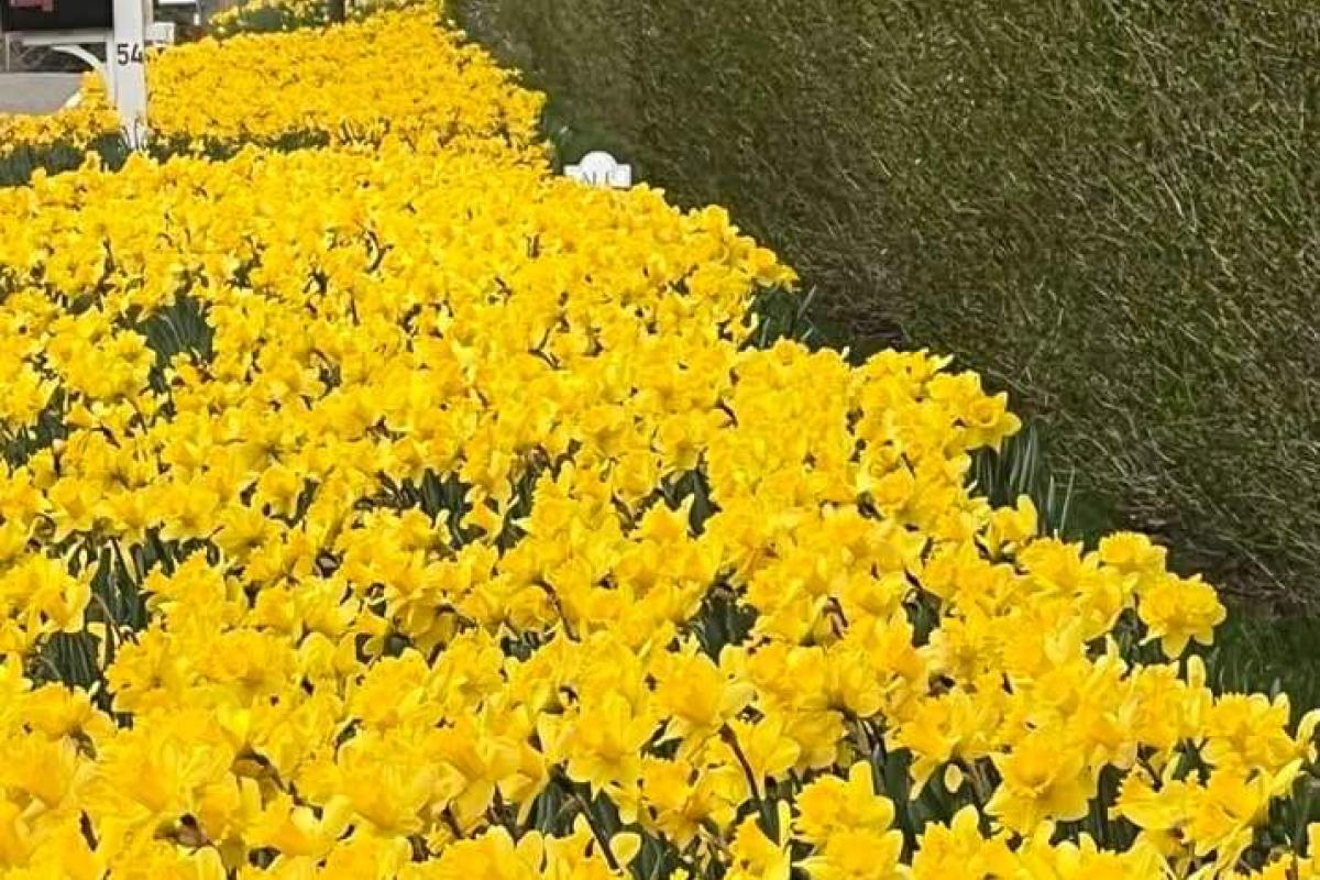 daffodil galore